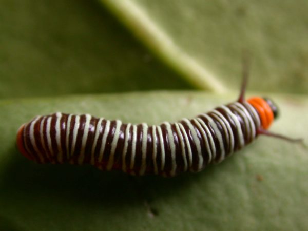 Melinaea sp. 3rd instar, KRW-279