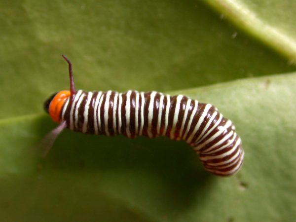 Melinaea sp. 3rd instar, KRW-279