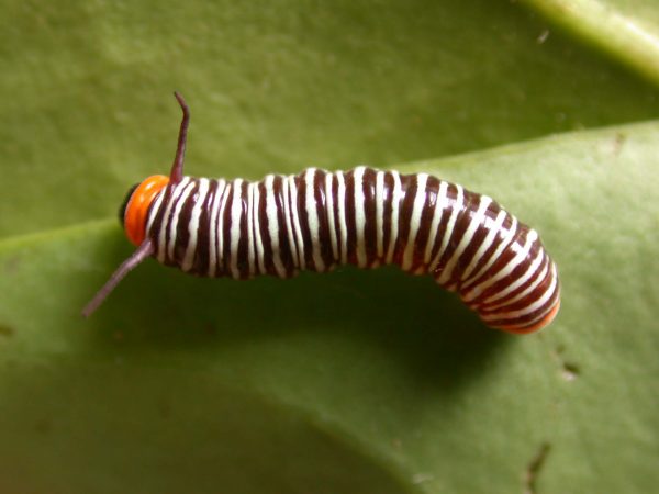 Melinaea sp. 3rd instar, KRW-279