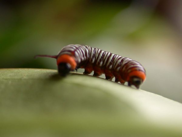 Melinaea sp. 3rd instar, KRW-279