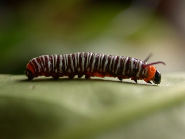 Melinaea sp. 3rd instar, KRW-279