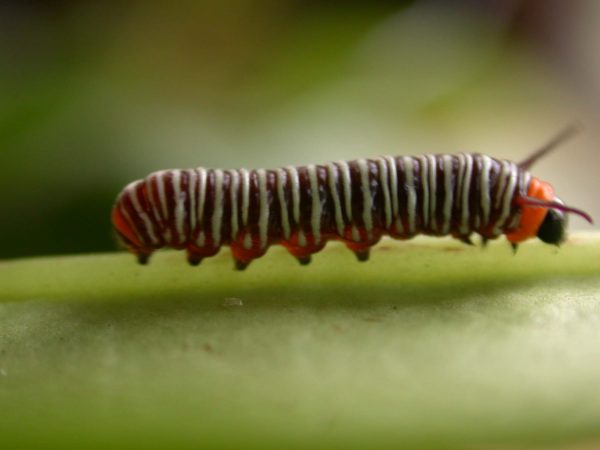 Melinaea sp. 3rd instar, KRW-279