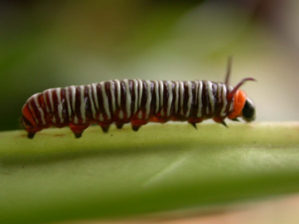 Melinaea sp. 3rd instar, KRW-279