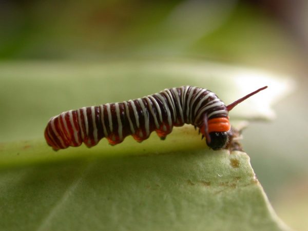 Melinaea sp. 3rd instar, KRW-279