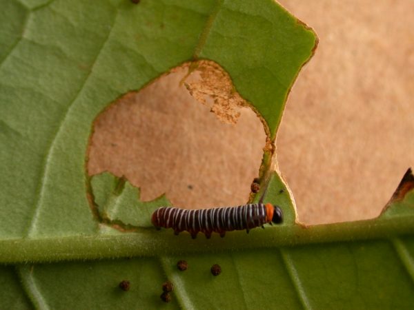 Melinaea sp. 3rd instar, KRW-279
