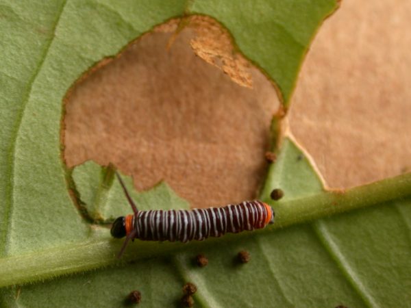 Melinaea sp. 3rd instar, KRW-279