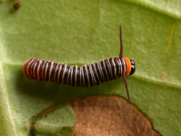 Melinaea sp. 3rd instar, KRW-279