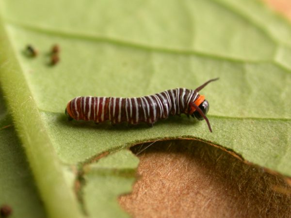 Melinaea sp. 3rd instar, KRW-279