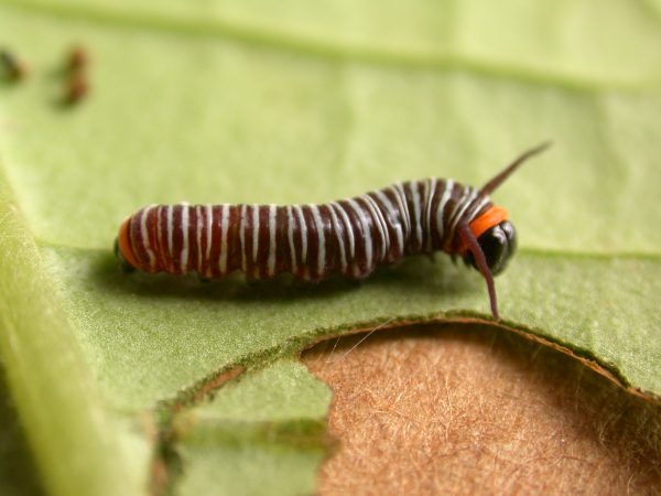 Melinaea sp. 3rd instar, KRW-279