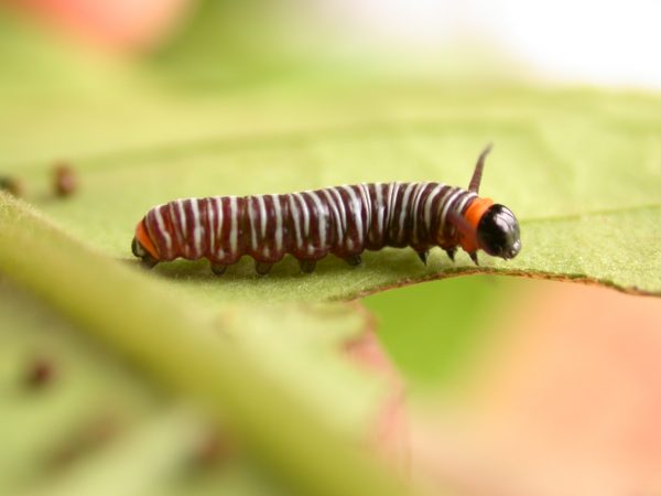 Melinaea sp. 3rd instar, KRW-279