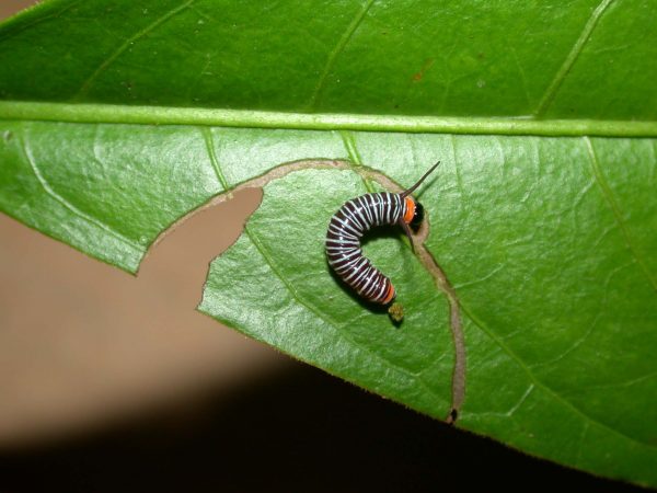 Melinaea sp. 3rd instar, KRW-279