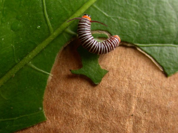 Melinaea sp. 3rd instar, KRW-279