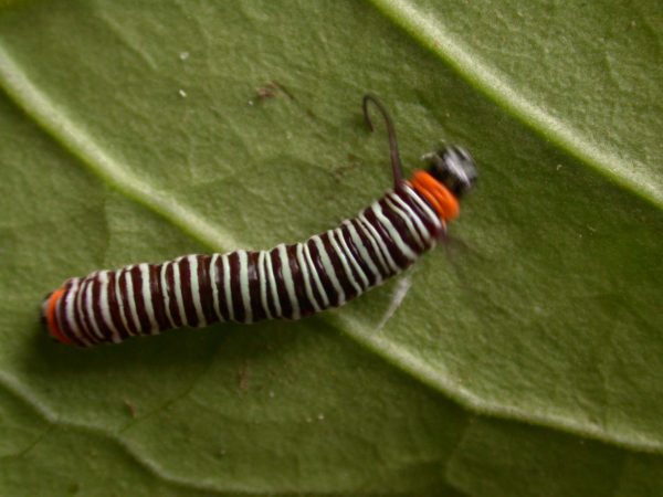 Melinaea sp. 3rd instar, KRW-279