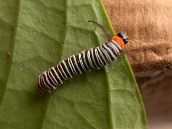 Melinaea sp. 3rd instar, KRW-279