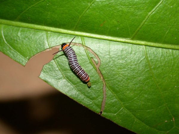 Melinaea sp. , KRW-279