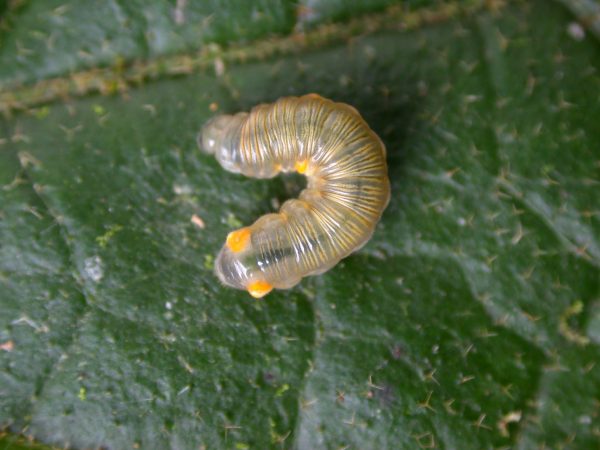 Napeogenes apulia 4th instar, KRW-54