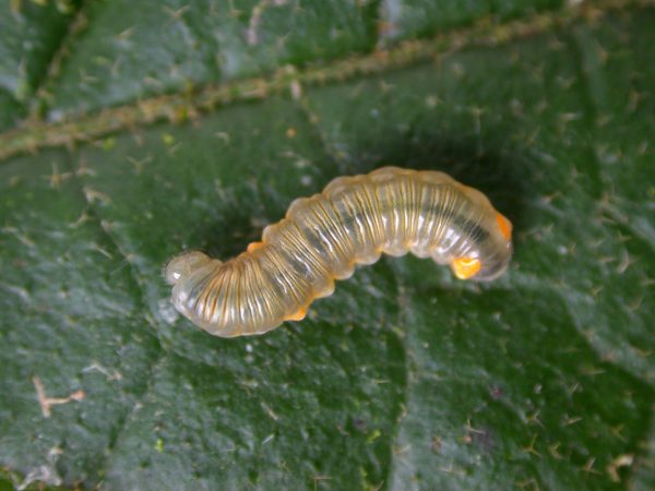 Napeogenes apulia 4th instar, KRW-54