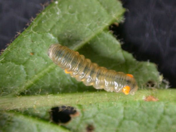 Napeogenes apulia 4th instar, KRW-54