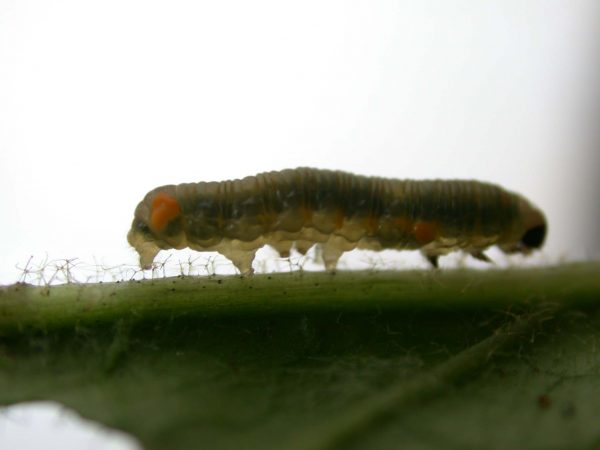 Napeogenes apulia 4th instar, KRW-54