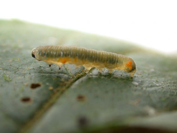 Napeogenes apulia 4th instar, KRW-54