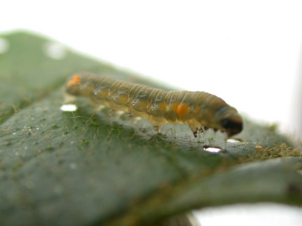 Napeogenes apulia 4th instar, KRW-54