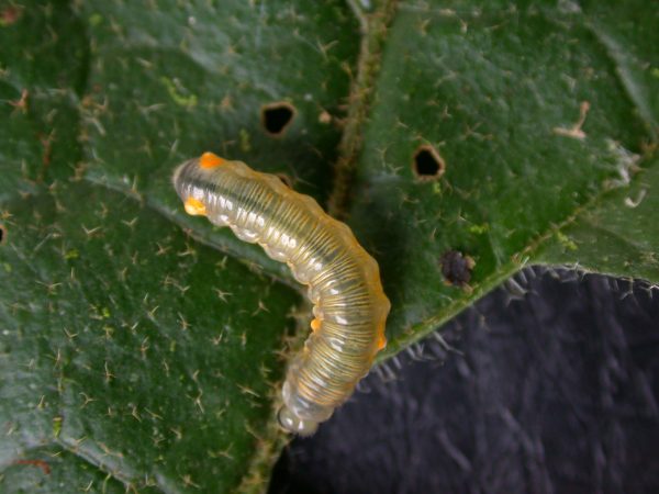 Napeogenes apulia 4th instar, KRW-54