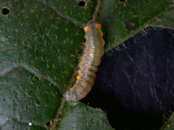 Napeogenes apulia 4th instar, KRW-54