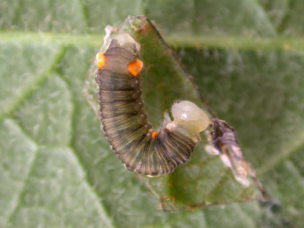 Napeogenes apulia 5th instar, KRW-54