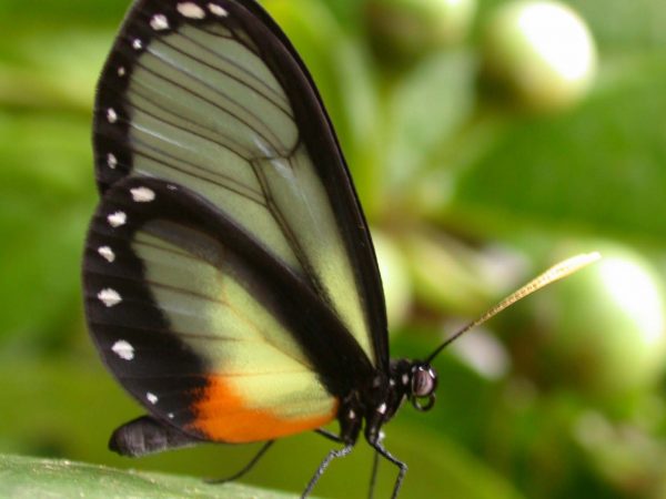 Napeogenes apulia adult, KRW-54