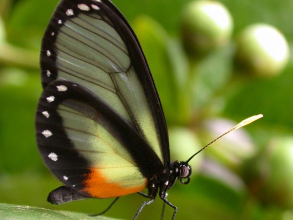 Napeogenes apulia adult, KRW-54