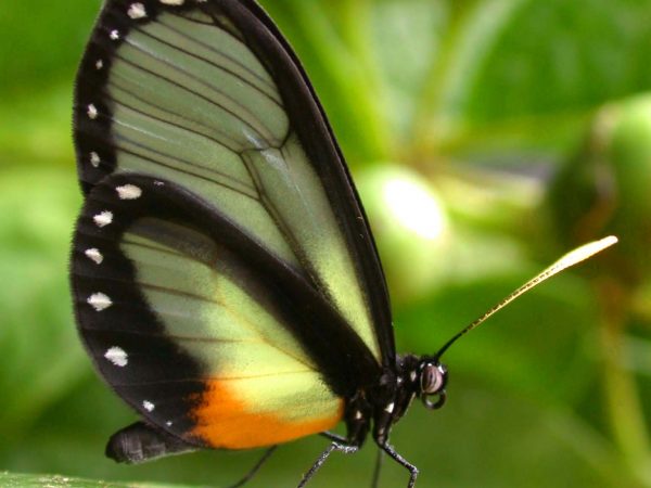 Napeogenes apulia adult, KRW-54