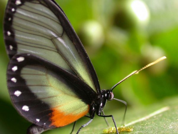 Napeogenes apulia adult, KRW-54