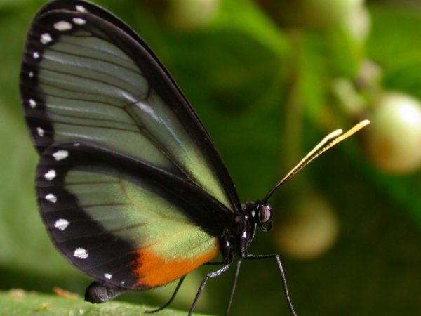 Napeogenes apulia adult, KRW-54