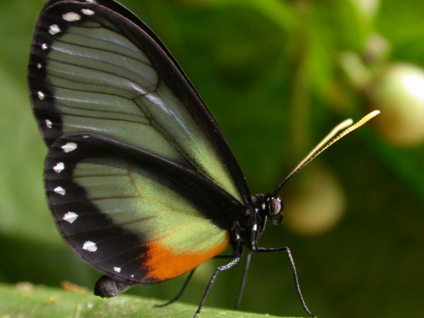 Napeogenes apulia adult, KRW-54