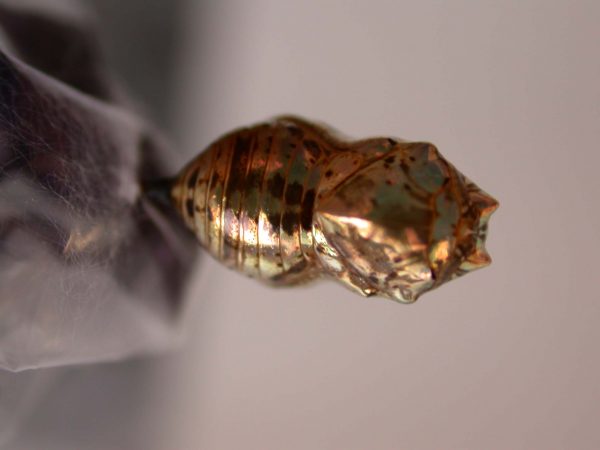 Napeogenes apulia pupa, KRW-46
