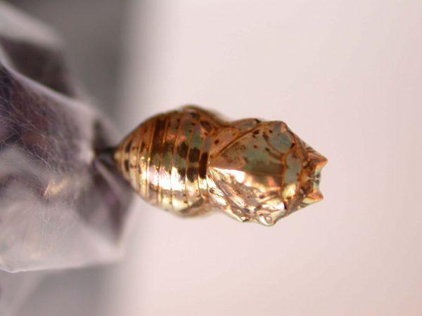 Napeogenes apulia pupa, KRW-46