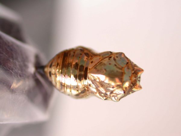 Napeogenes apulia pupa, KRW-46