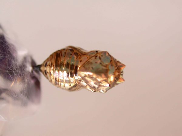 Napeogenes apulia pupa, KRW-46