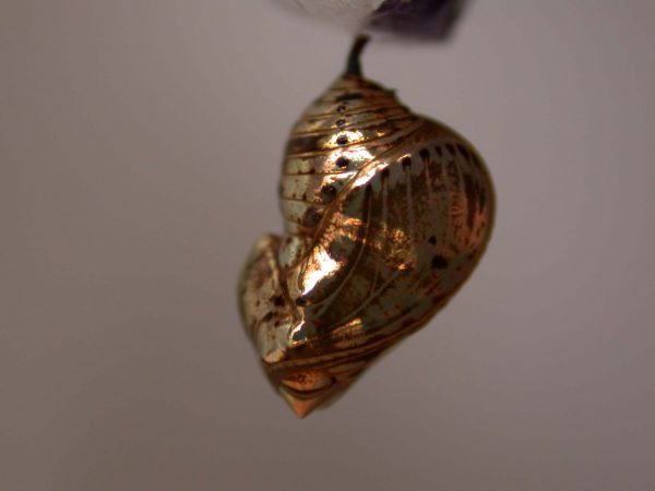 Napeogenes apulia pupa, KRW-46