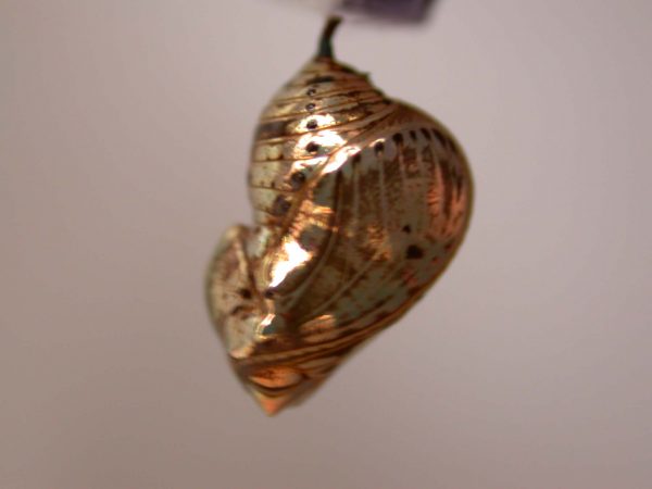 Napeogenes apulia pupa, KRW-46