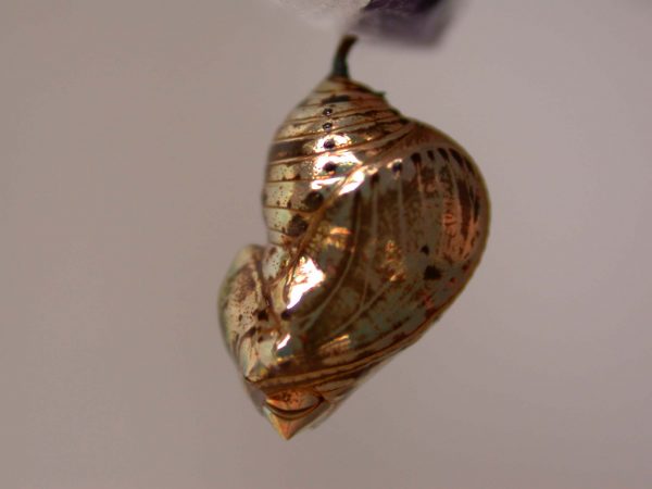 Napeogenes apulia pupa, KRW-46