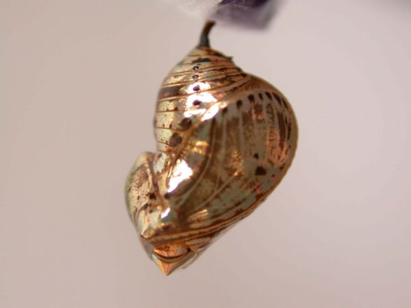 Napeogenes apulia pupa, KRW-46