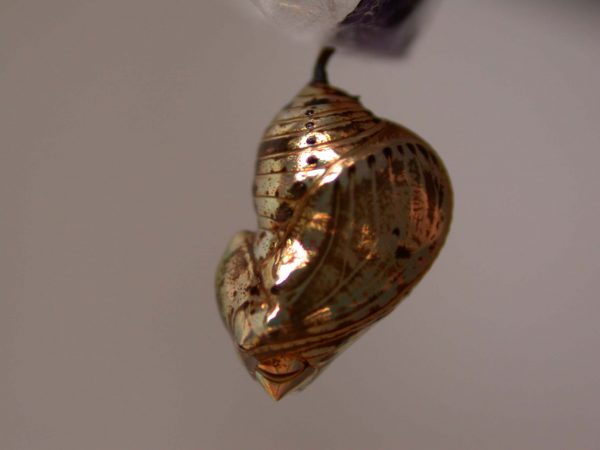 Napeogenes apulia pupa, KRW-46