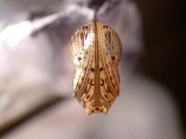 Napeogenes apulia pupa, KRW-46