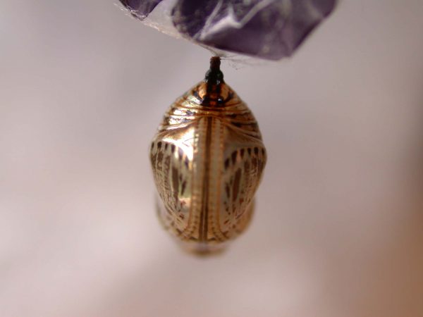 Napeogenes apulia pupa, KRW-46