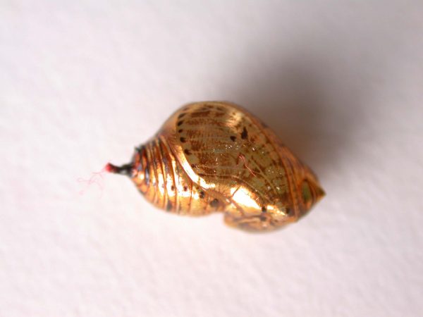 Napeogenes apulia pupa, KRW-46