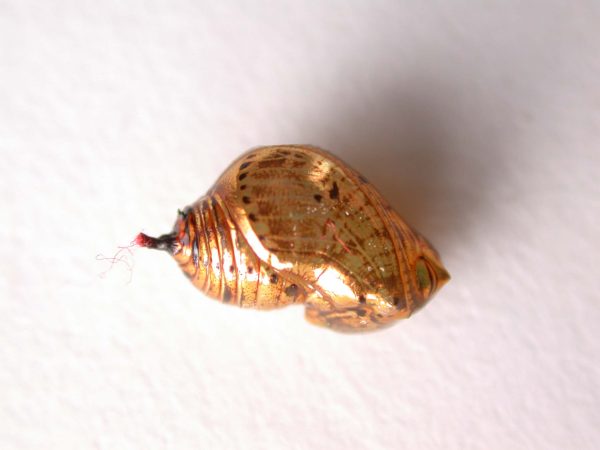 Napeogenes apulia pupa, KRW-46