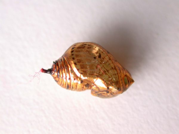Napeogenes apulia pupa, KRW-46