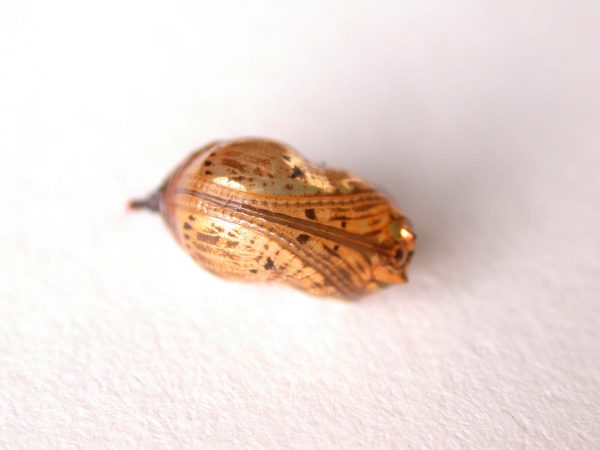 Napeogenes apulia pupa, KRW-46