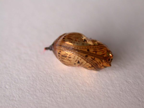 Napeogenes apulia pupa, KRW-46
